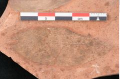 Foto (Detailansicht) von Cassia phaseolites Unger (NHMW-GEO-2024-0188-7966)
